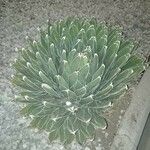 Agave victoriae-reginae Листок