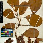 Clusia insignis Fruto