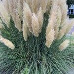 Cortaderia selloana Feuille