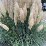 Cortaderia selloana Hoja