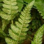 Dryopteris cristata पत्ता