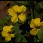 Viola bakeri Blomma