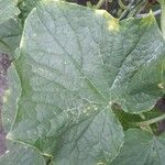 Cucumis sativus পাতা