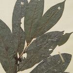 Guatteria richardii Otro