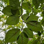 Fagus orientalis 葉