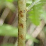 Dryopteris athamantica Leaf