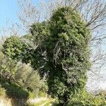 Hedera colchica Hábito