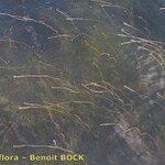 Vallisneria spiralis Libunga
