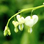 Lamprocapnos spectabilis Flower