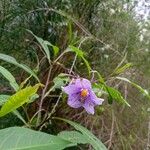 Solanum aviculare Λουλούδι