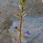 Stemodia durantifolia عادت