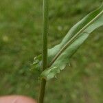 Crepis capillaris Leaf