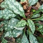 Pulmonaria saccharataList