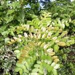 Tara spinosa Leaf