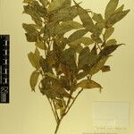Sarcococca wallichii Otro