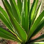 Furcraea selloana Folha