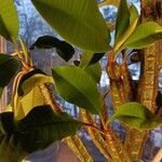 Euphorbia leuconeura Blad