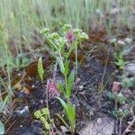 Valeriana eriocarpa Natur