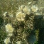 Cirsium ferox Habitus