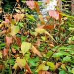 Cotoneaster acutifolius Foglia