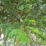 Faidherbia albida Blatt