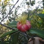 Montrouziera sphaeroidea Flor