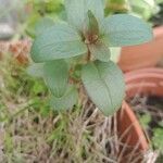 Antirrhinum majusFlower