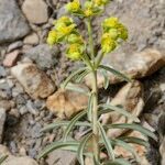 Euphorbia megalatlantica Habitatea