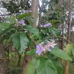 Solanum wrightii Flower