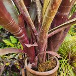 Billbergia vittata عادت