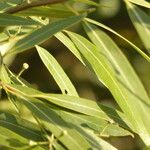 Nectandra angustifolia Feuille