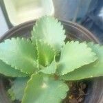 Kalanchoe ceratophylla Ліст