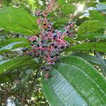 Miconia affinis Leaf