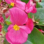 Begonia cucullata Blüte