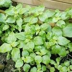 Parietaria debilis Folha