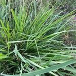 Panicum maximum Hoja