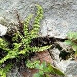 Asplenium trichomanesFrunză