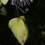 Passiflora platyloba Плод