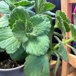 Coleus caninus Leaf