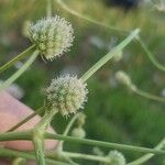 Eryngium elegans Flower