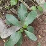 Ruellia tuberosa Leaf