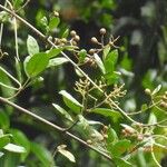 Forsteronia guyanensis Yeri