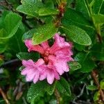 Rhododendron ferrugineumFlower