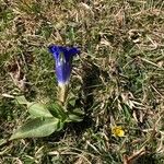 Gentiana alpina Habitat