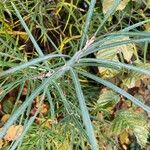 Salix rosmarinifolia Blatt