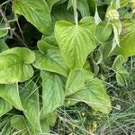 Phlomis russeliana Frunză