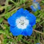 Nemophila menziesii Kukka