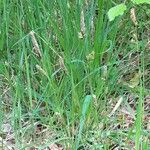 Carex distans Flower