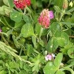 Trifolium incarnatum Φύλλο