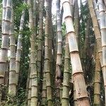 Dendrocalamus giganteus Kůra